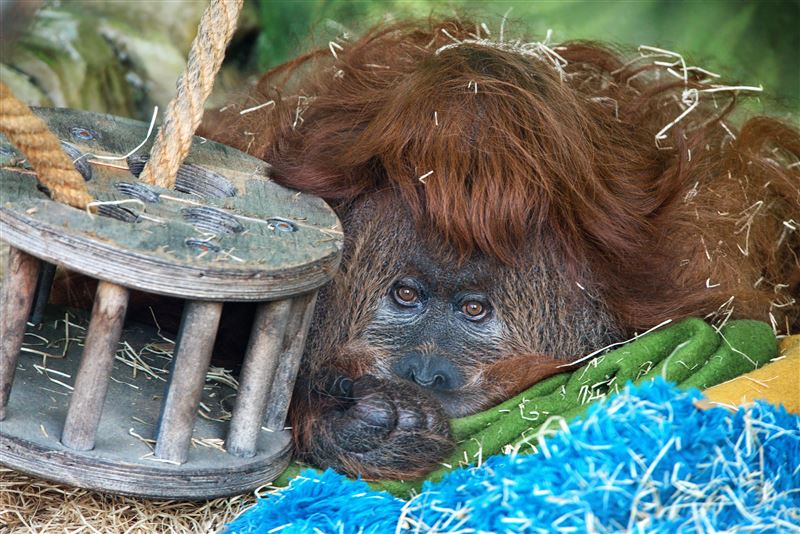 orangutan (kříženec)