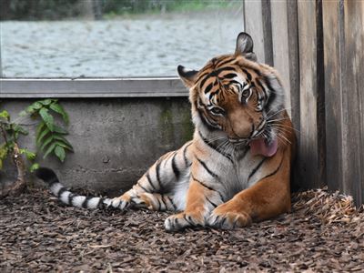 tygr malajský