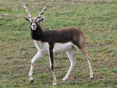 antilopa jelení