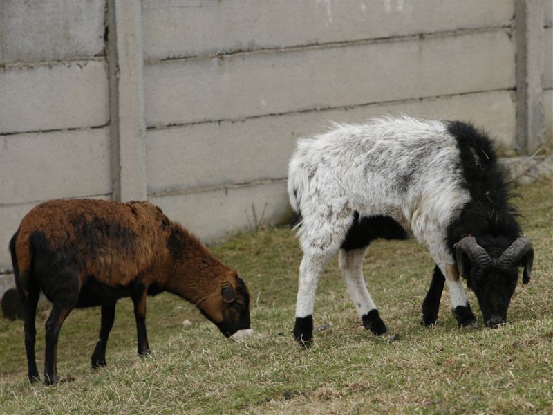 ovce domácí - kamerunská