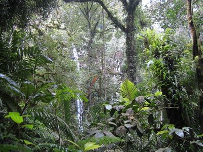 Prales v Batang Toru