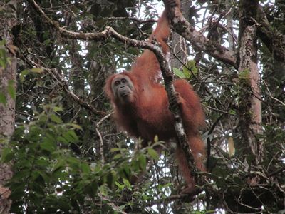Orangutani, co jedí šišky a žaludy