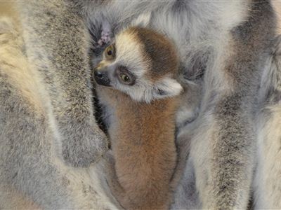 Baby boom u lemurů