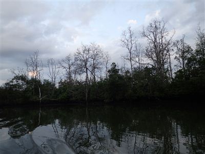 Umírající mangrovy na řece Somber