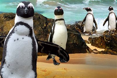 Tučňáci jdou do zoo!