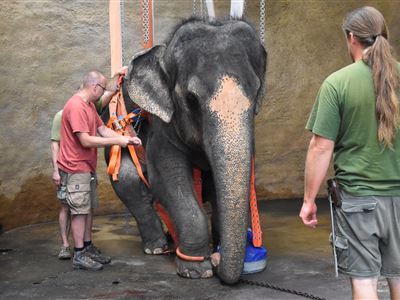 Operace slonice Kaly