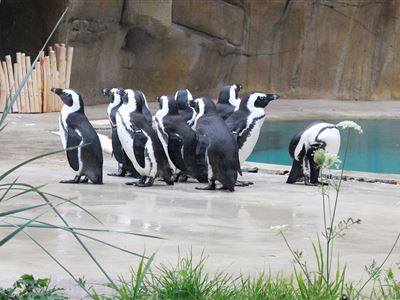 Den přátel zoo a Světový den zvířat