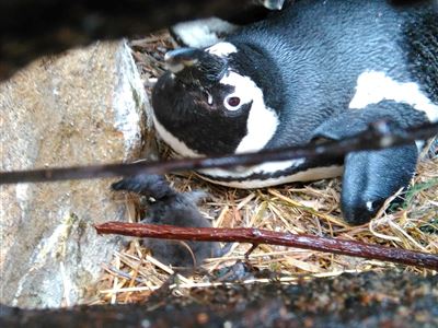 Tučňáci mají dvě mláďata