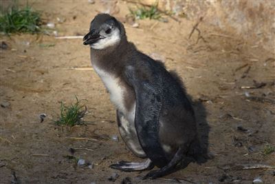 Úhyn mláděte tučňáka