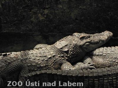Krokodýl mořský (foto Radek Trnka)