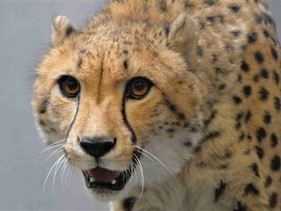 Nová gepardí samice