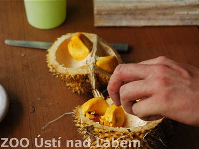 Durian (foto Tereza Kožíšková)