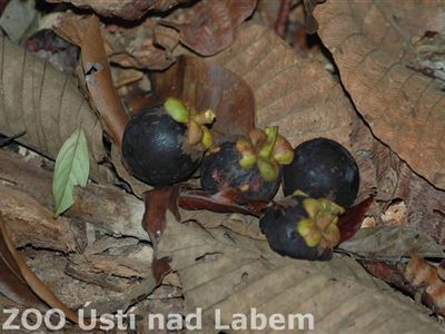 Plody garcinie (foto Tereza Kožíšková)
