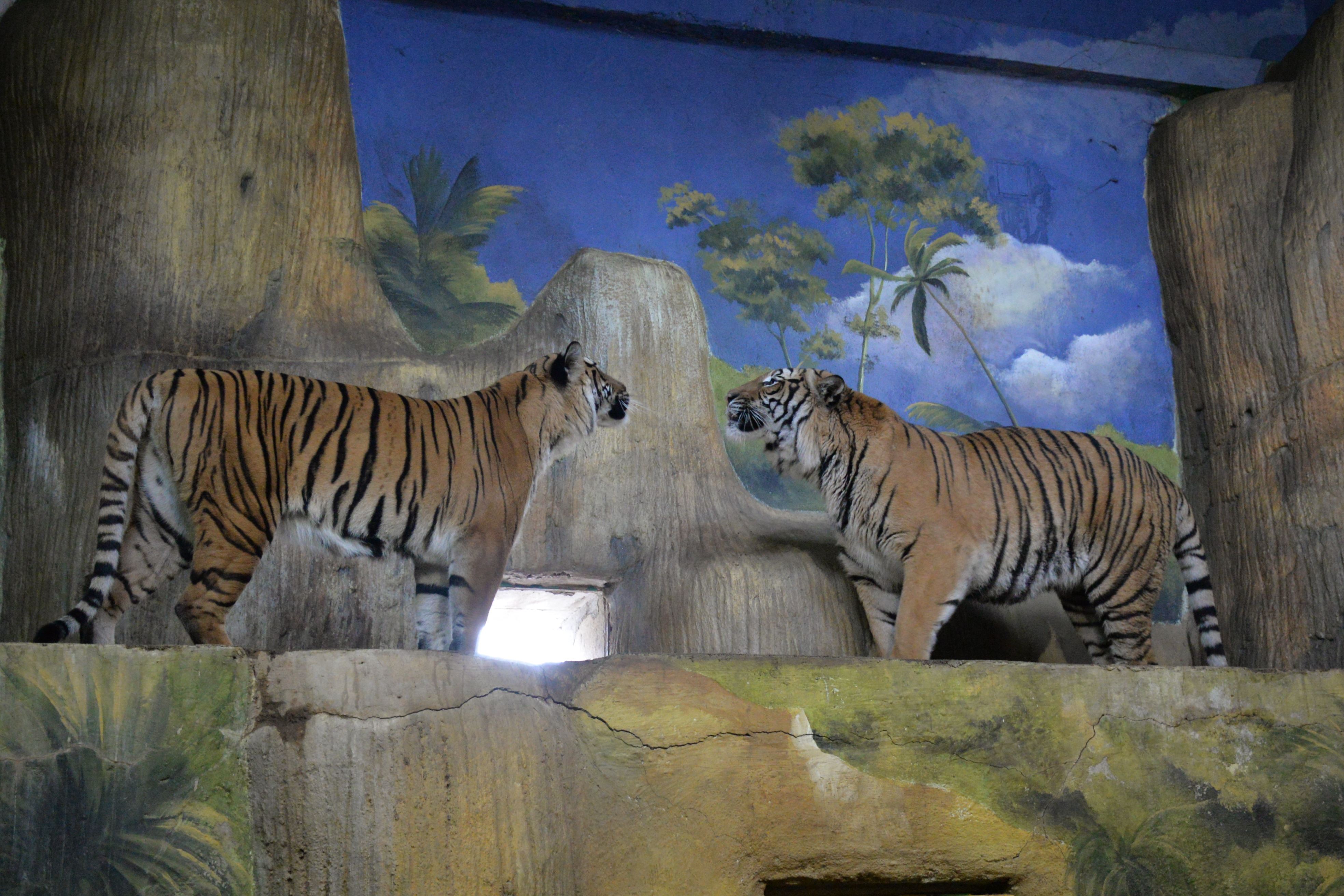 Spojování tygrů malajských