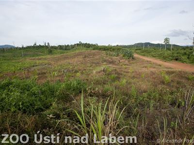 Okolí vesnic Wehea Dajáků je dnes stejně zničené jako okolí většiny vesnic na Kalimantanu