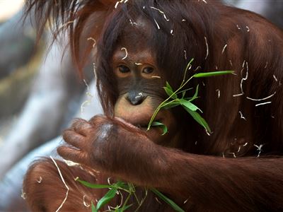 Transport orangutanů