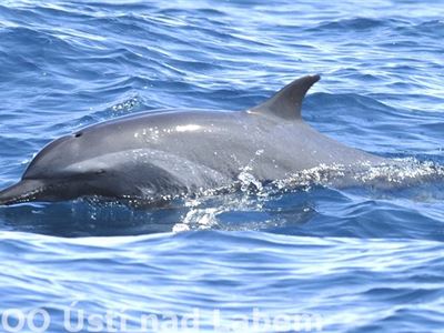 Delfín pobřežní (foto Danielle Kreb)