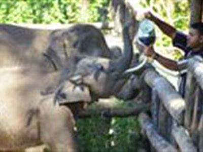 Ústecká ZOO jedná o dovozu slonů ze Srí Lanky
