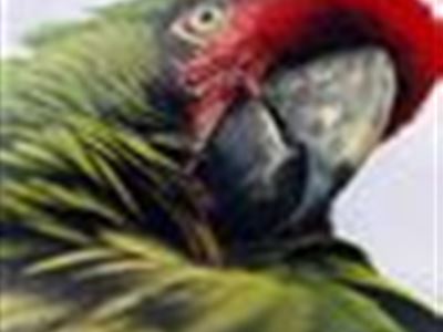 Ztracený papoušek je zpátky v  ZOO