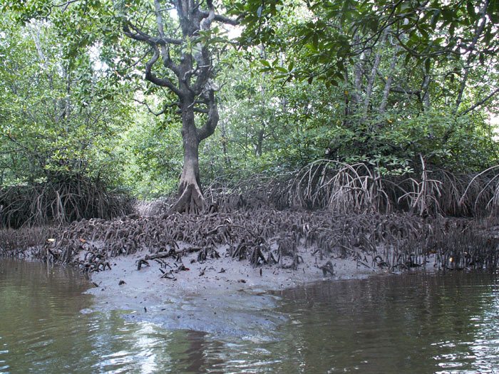 Mangrovy na řece Tengah..., foto Stanislav Lhota