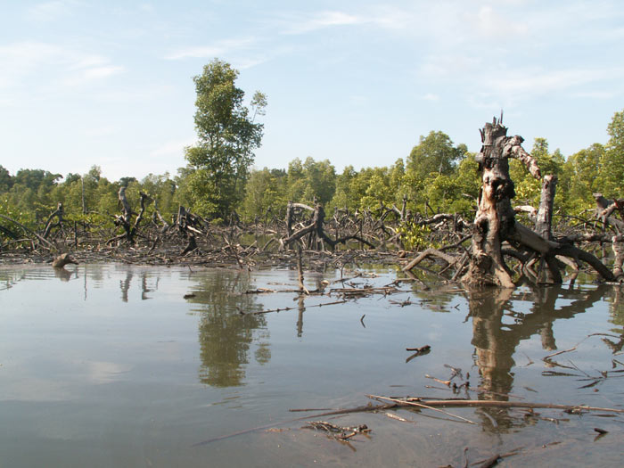 ... a zničené mangrovy na téže řece. Foto Stanislav Lhota.