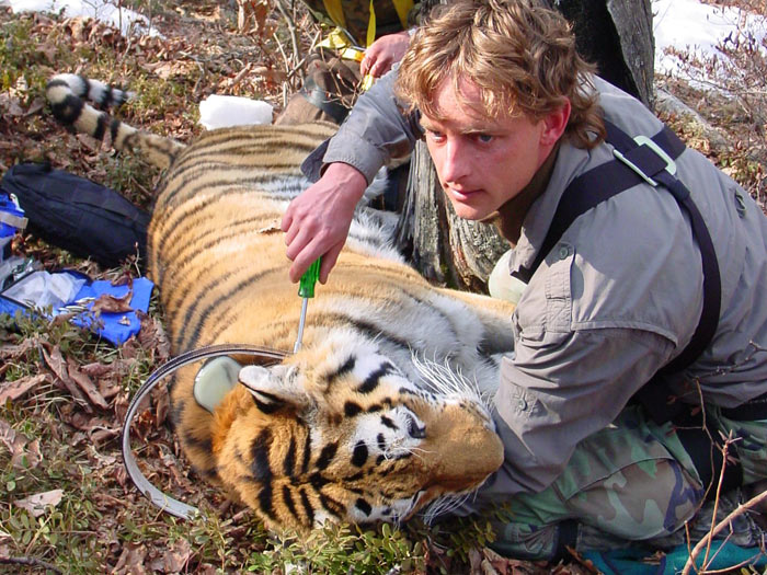 Nasazení vysílačky uspanému amurskému tygrovi pro potřeby monitoringu.