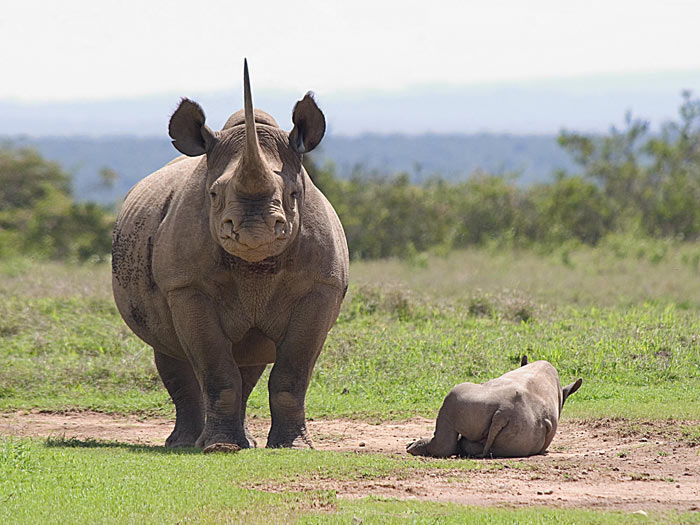 Nosorožec dvourohý (Andrew Gell)