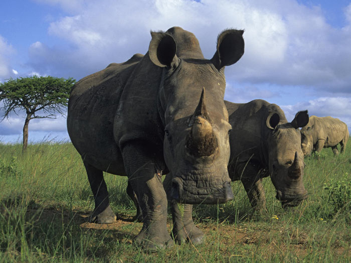 Nosorožec tuponosý (Steve + Ann Toon)