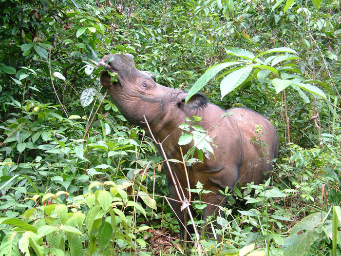 Nosorožec sumatránský (Alain Compost)