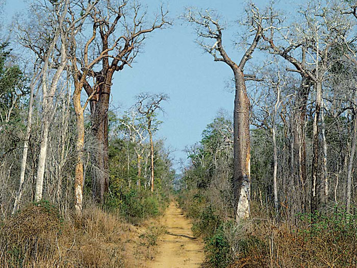Suchý opadavý les západního Madagaskaru (Andreas Schriber)