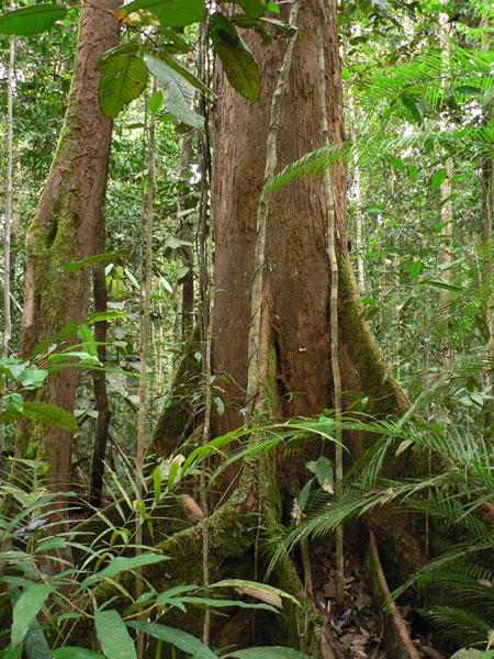  Dipterokarpový les na Borneu (Stanislav Lhota)