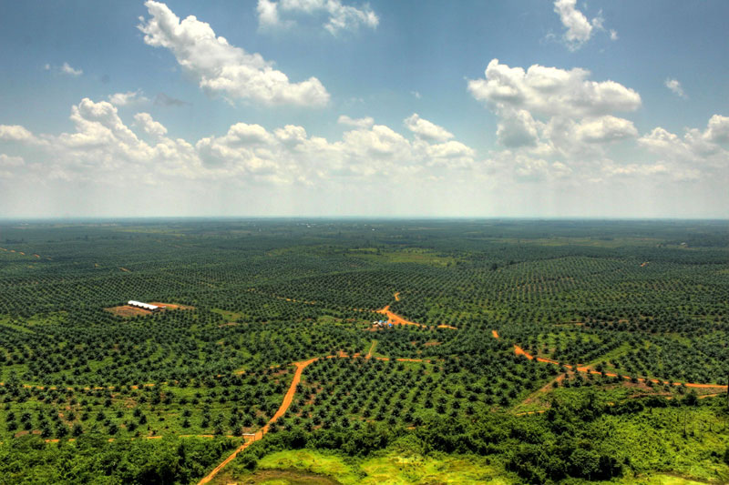  Prostor pro plantáže  palmy olejné na místě vykáceného pralesa (Michal Gálik)